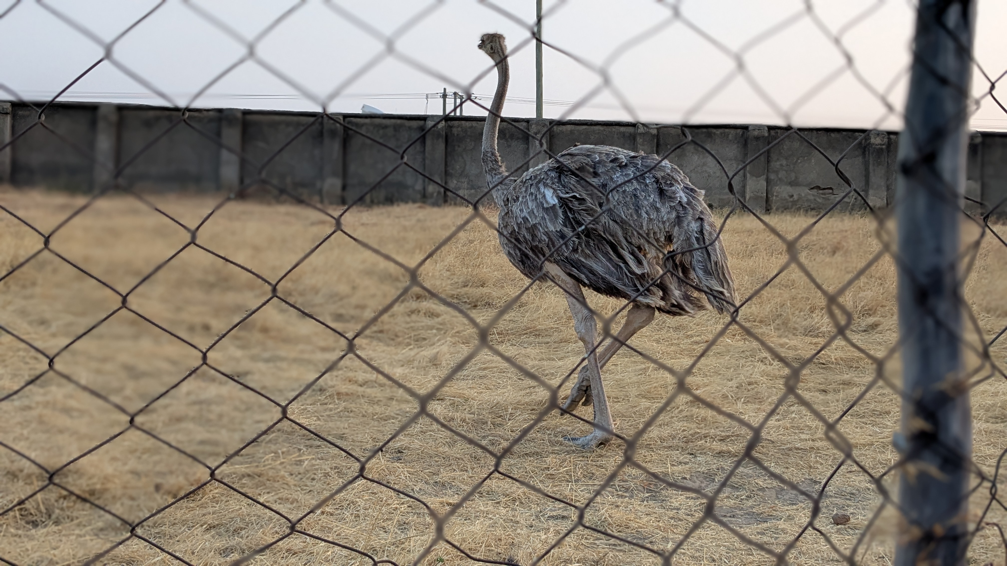 Students with Ostrich